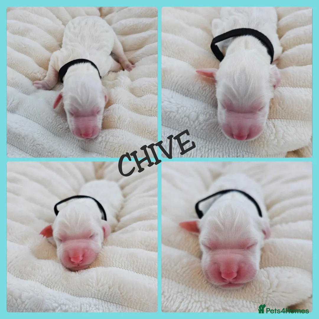 Australian Labradoodle dogs for sale: STUNNING LITTER OF AUSTRALIAN LABRADOODLES  - Advert 25