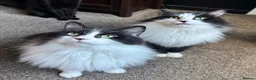 Mixed Breed cats for sale: Twin kitties looking for home - Advert 4