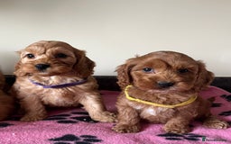 Cockapoo dogs for sale: Cockapoo puppies  - Image 10