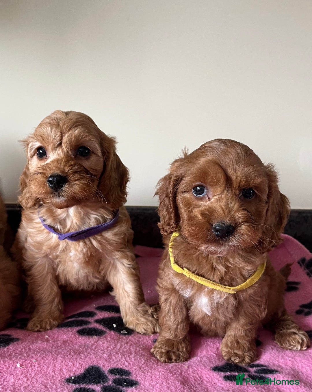 Cockapoo dogs for sale: Cockapoo puppies  - Image 10