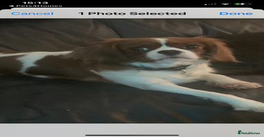 Cavapoo dogs - Advert 15