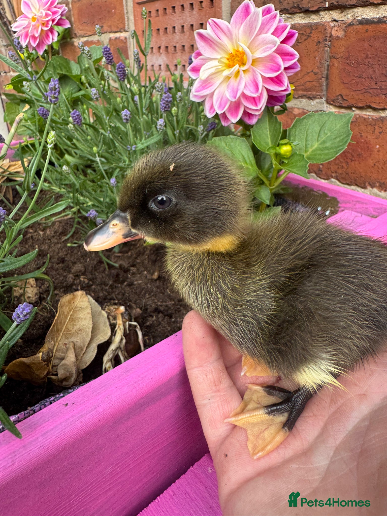 Ducks poultry Beautiful friendly Ducklings - Advert 2