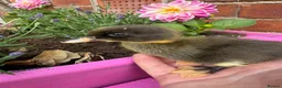 Ducks poultry for sale: Beautiful friendly Ducklings - Advert 2