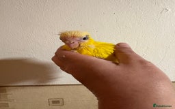 Parakeets birds for sale: Buttercup Kakariki - Advert 3