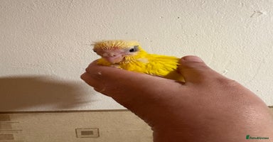 Parakeets birds Buttercup Kakariki - Advert 2