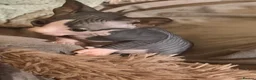 Sphynx cats for sale: Beautiful Sphynx baby girl - Advert 6