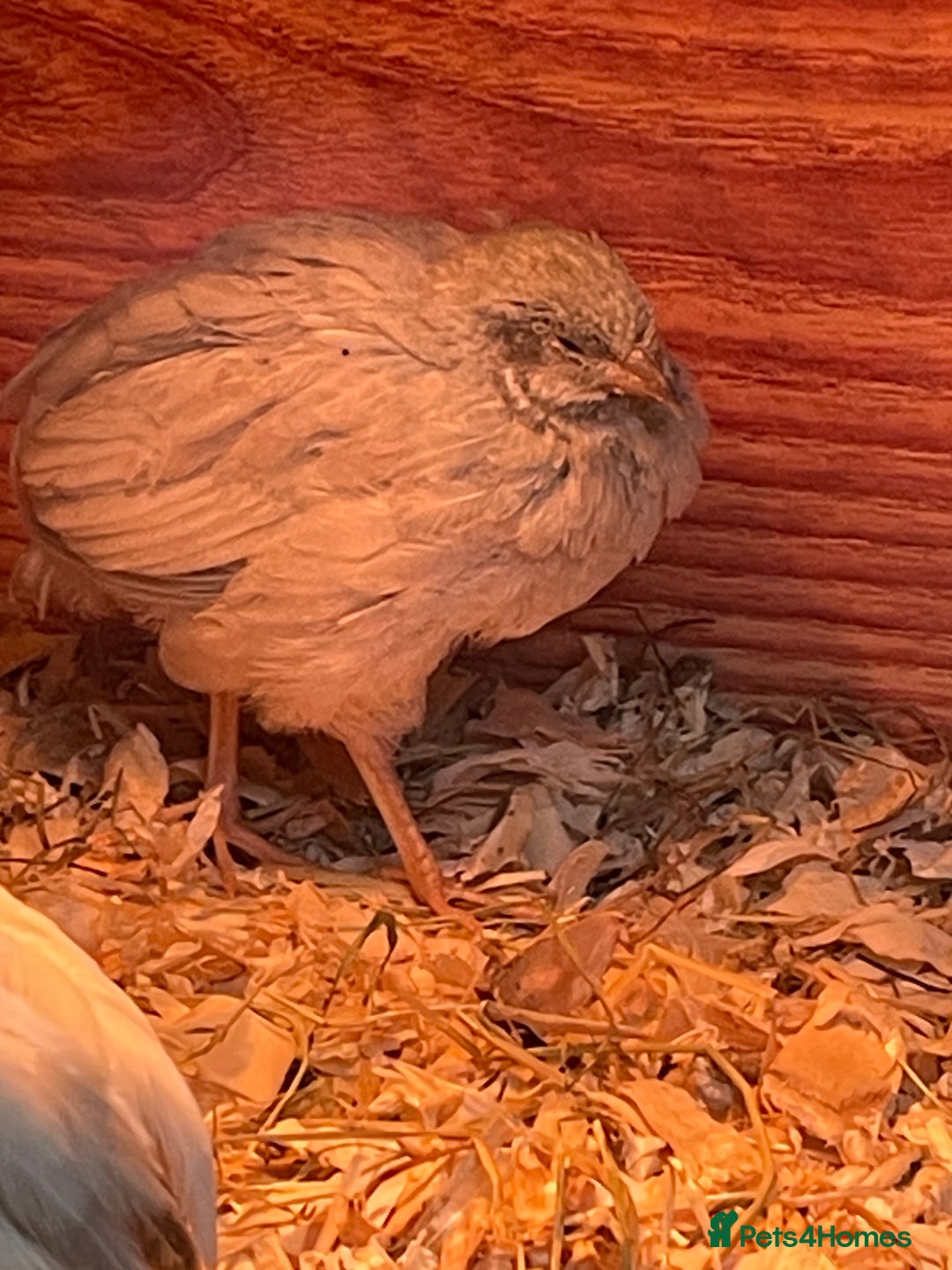 Quail poultry for sale: Chinese Painted Button Quail Chicks - Advert 3