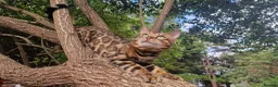 Bengal cats for stud: Bengal cat for stud, Fabio. - Advert 3