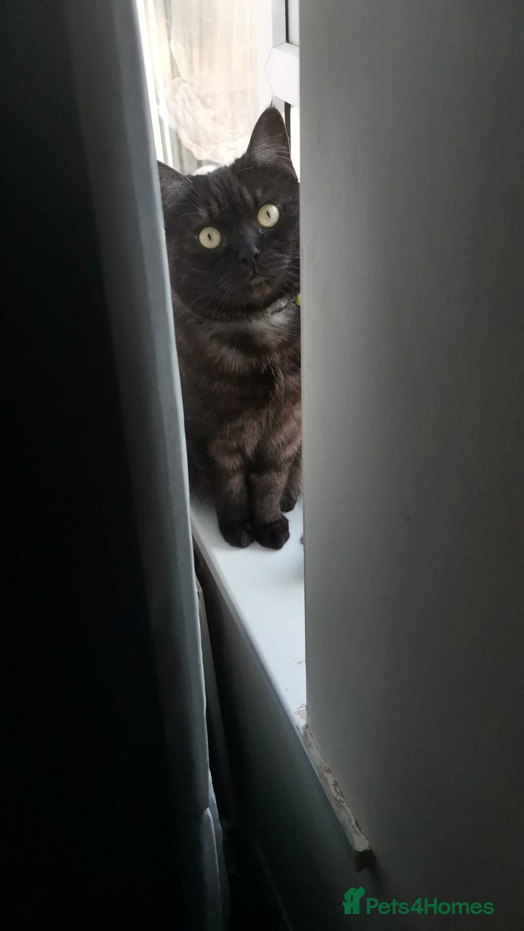 Domestic Shorthair cats for sale: Cat for Sale.  - Advert 3