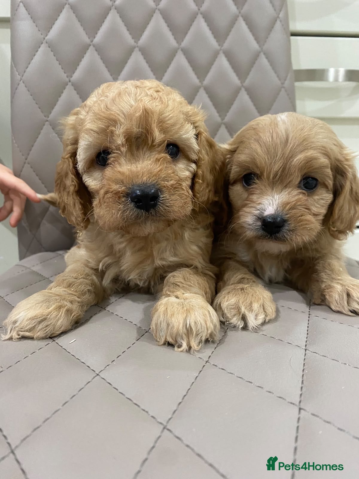 Cavapoo dogs F1 Health tested Cavapoo puppies  - Advert 14