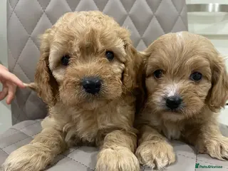 Cavapoo dogs F1 Health tested Cavapoo puppies - Advert 14