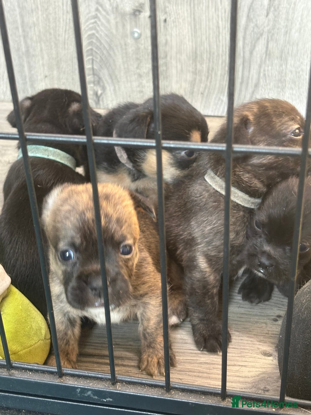 Mixed Breed dogs for sale: 5 French bulldog cross pups for sale  - Advert 11