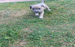 Italian Greyhound dogs for sale: Italian greyhound puppy’s  - Image 4