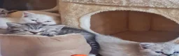 British Shorthair cats for sale: Stunning British Shorthair kittens - Advert 5