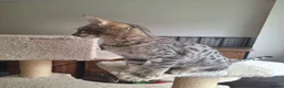 Savannah cats for sale: TICA SBTF7 Silver girl Europa very freindly - Advert 4