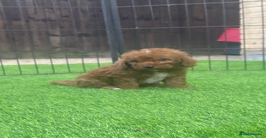 Cockapoo dogs - Advert 15