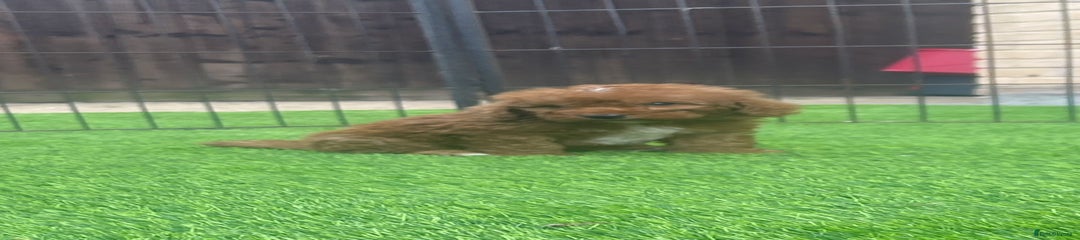 Cockapoo Puppy 1