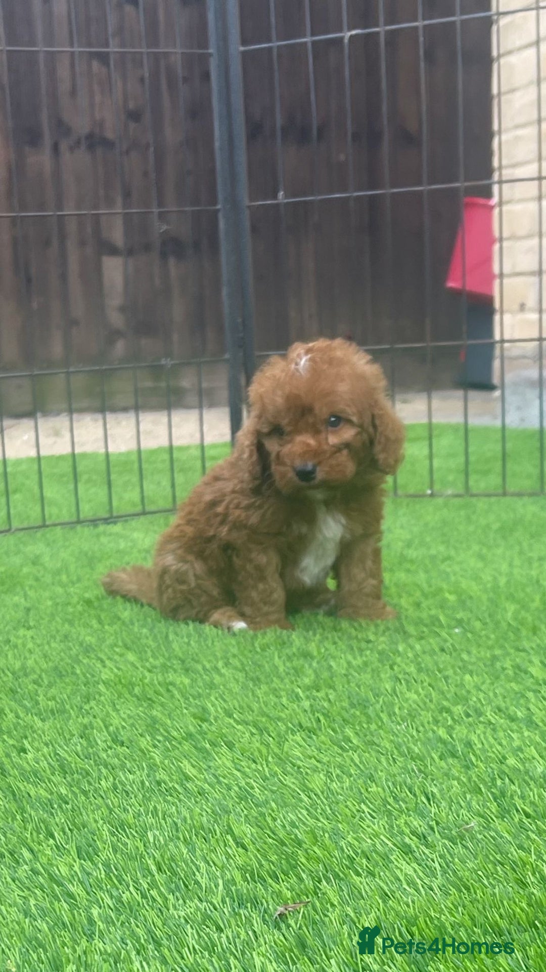 Cockapoo dogs for sale: Cockerpoo Puppies - Image 3