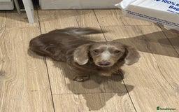 Miniature Dachshund dogs for sale: Male and female dachshund not related  - Image 6