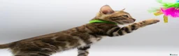 Bengal cats for sale: Stunning TICA Registered Bengal Kittens - Advert 22