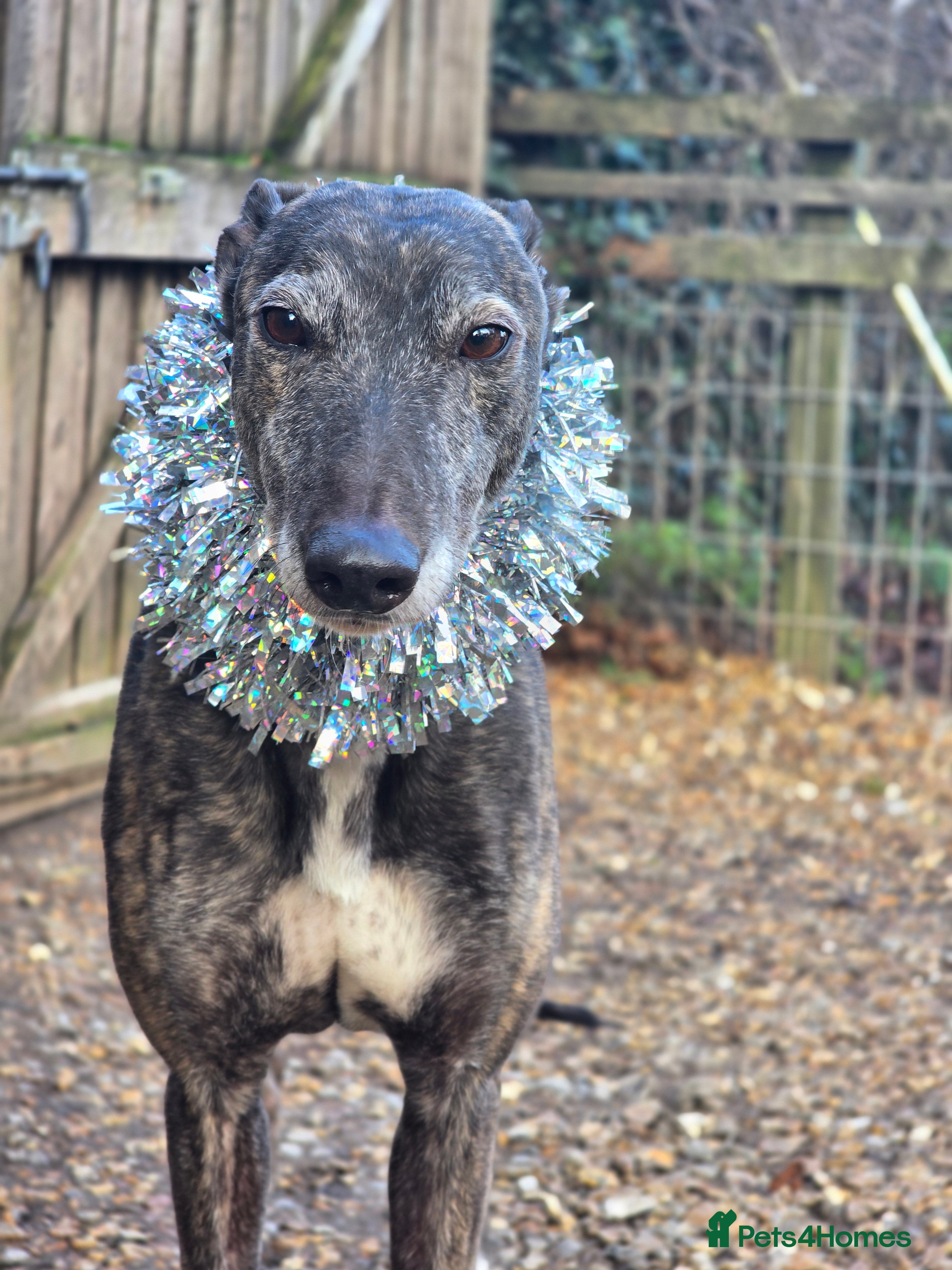 Greyhound dogs 7 yo greyhound female. For warm loving home. - Advert 8