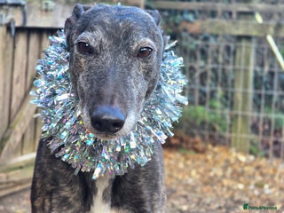 Greyhound dogs 7 yo greyhound female. For warm loving home. - Advert 8