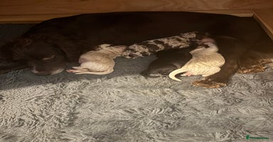 Cockapoo dogs - Advert 3