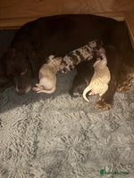 Cockapoo dogs - Advert 11