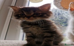 Mixed Breed cats for sale: Mixed breed Turkish Angora fluffy kittens - Image 10