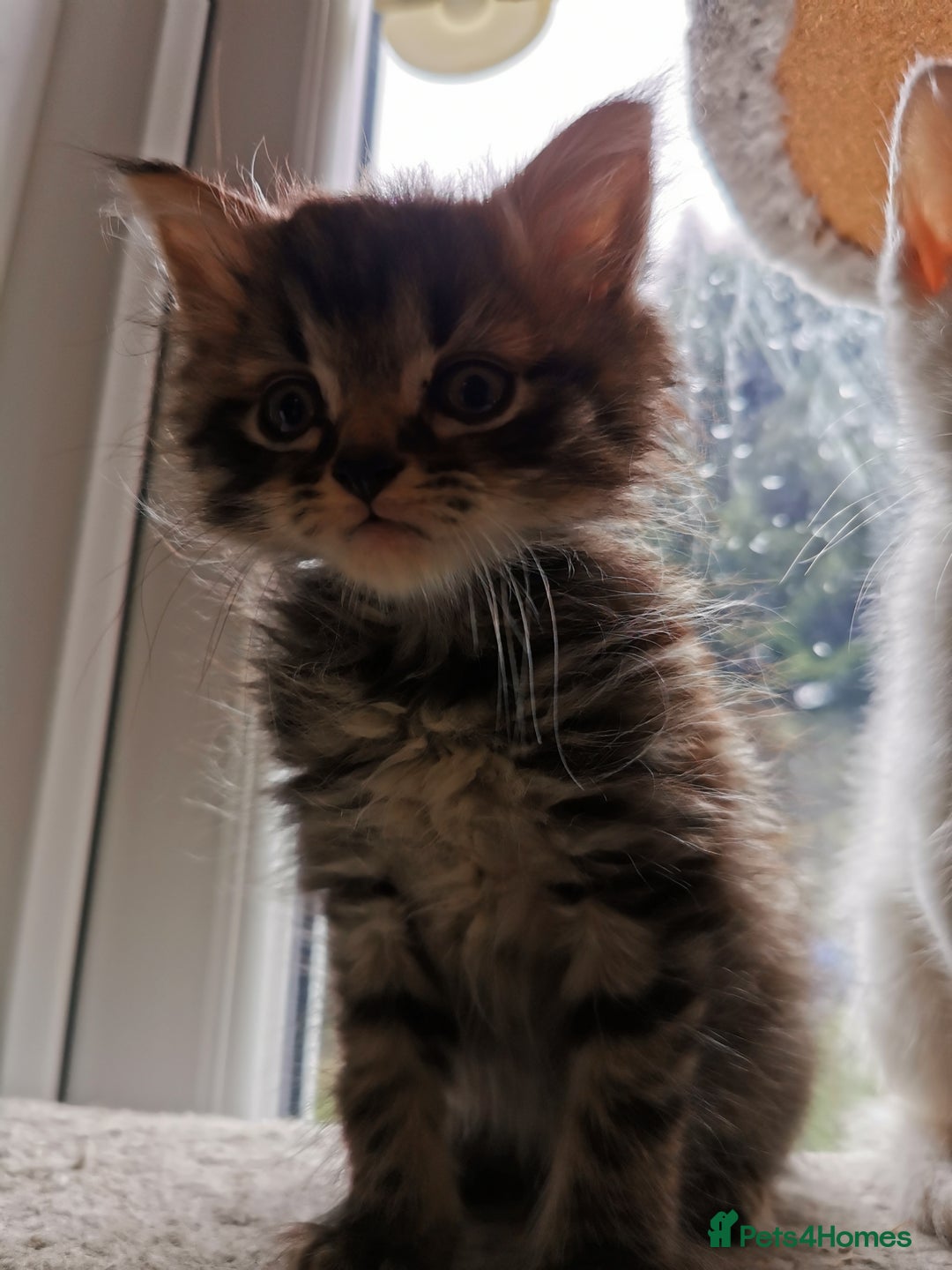 Mixed Breed cats for sale: Mixed breed Turkish Angora fluffy kittens - Image 10