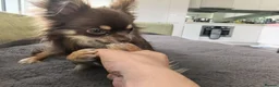 Chihuahua dogs for sale: KC Chihuahua male re-home  in London - Advert 4
