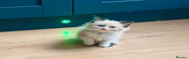 Ragdoll 2