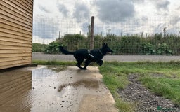 German Shepherd dogs for sale: German Shepard - Zero 4 years old - Image 4
