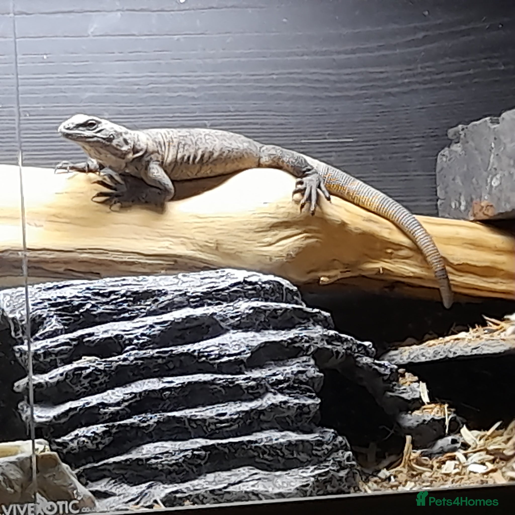 Lizard reptiles Chuckwalla - Advert 2