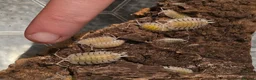 Mixed Breed invertebrates for sale: Mixed invertebrates for sale *see description*  - Advert 9