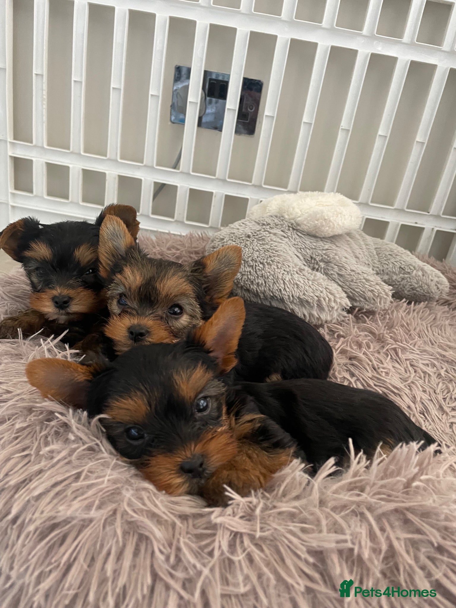 Yorkshire Terrier dogs KC reg. Only one girl and one boy left ❤️ - Advert 14