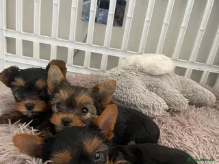 Yorkshire Terrier dogs KC reg. Only one girl and one boy left ❤️ - Advert 14