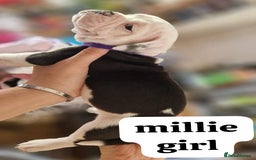 English Bulldog dogs for sale: Olde English bulldog puppies  - Image 2