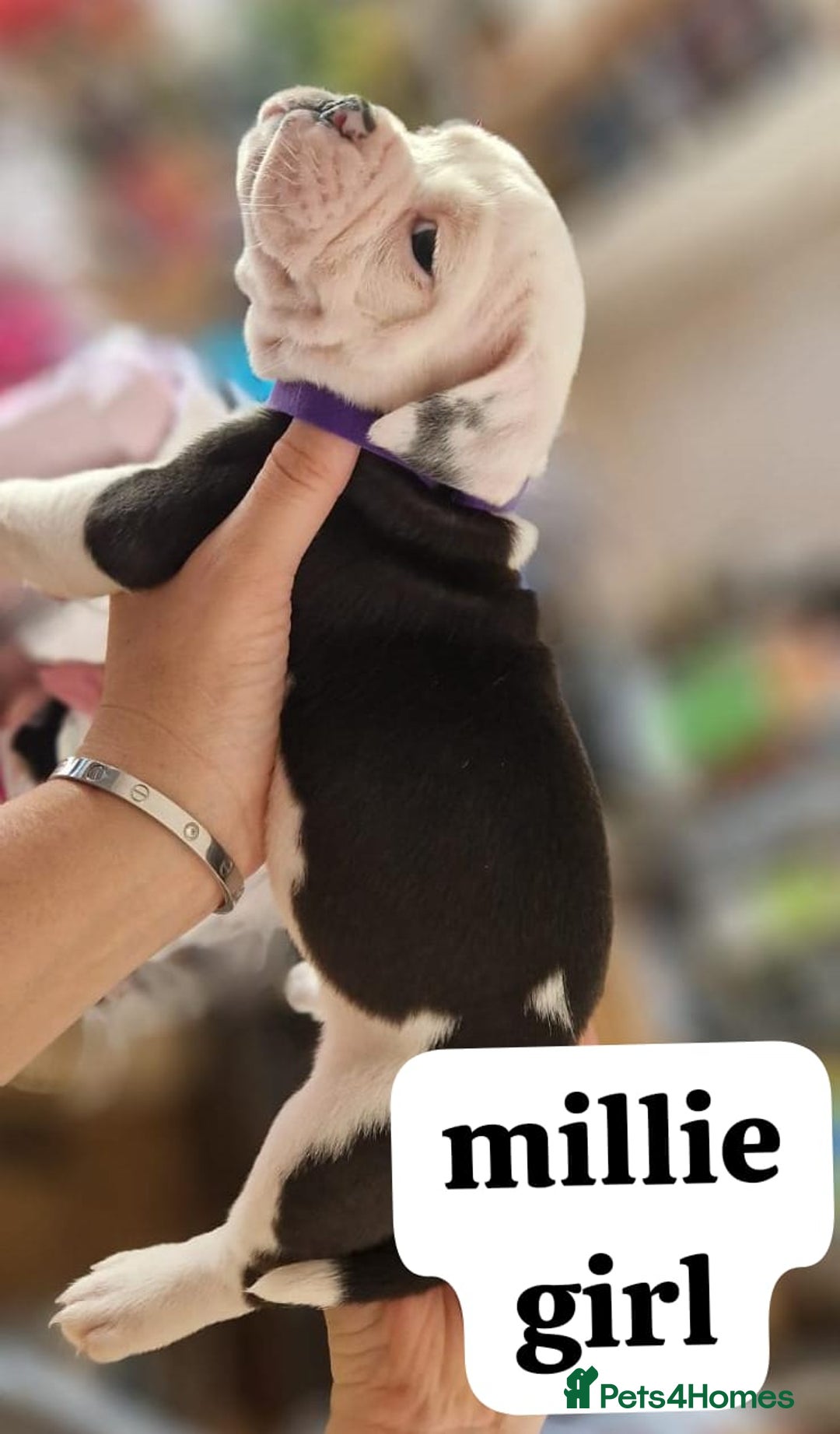 English Bulldog dogs for sale: Olde English bulldog puppies  - Image 2