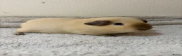 Guinea Pig rodents for sale: 🐹 Guinea Pigs Looking for Loving Homes - Advert 3