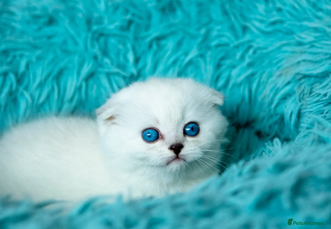 Scottish Fold cats for sale: Tommy – Charismatic Blue Eyed Boy 💙 - Advert 11