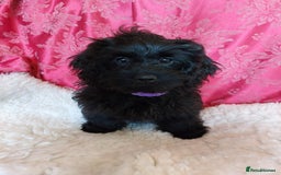 Mixed Breed dogs for sale: Poodle-Pekingese (peekapoo) pups. Fully vaccinated - Image 7
