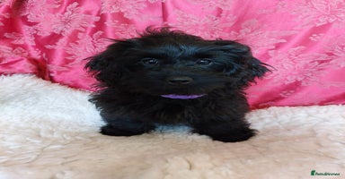 Mixed Breed dogs - Advert 3