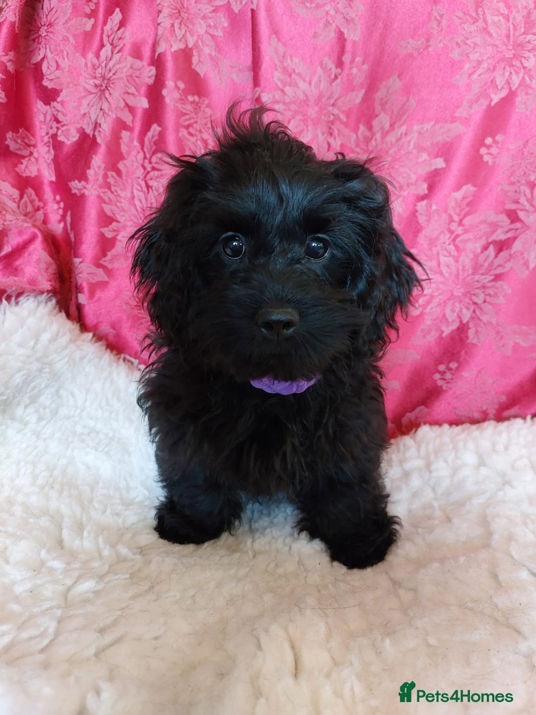 Mixed Breed dogs for sale: Poodle-Pekingese (peekapoo) pups. Fully vaccinated - Image 7