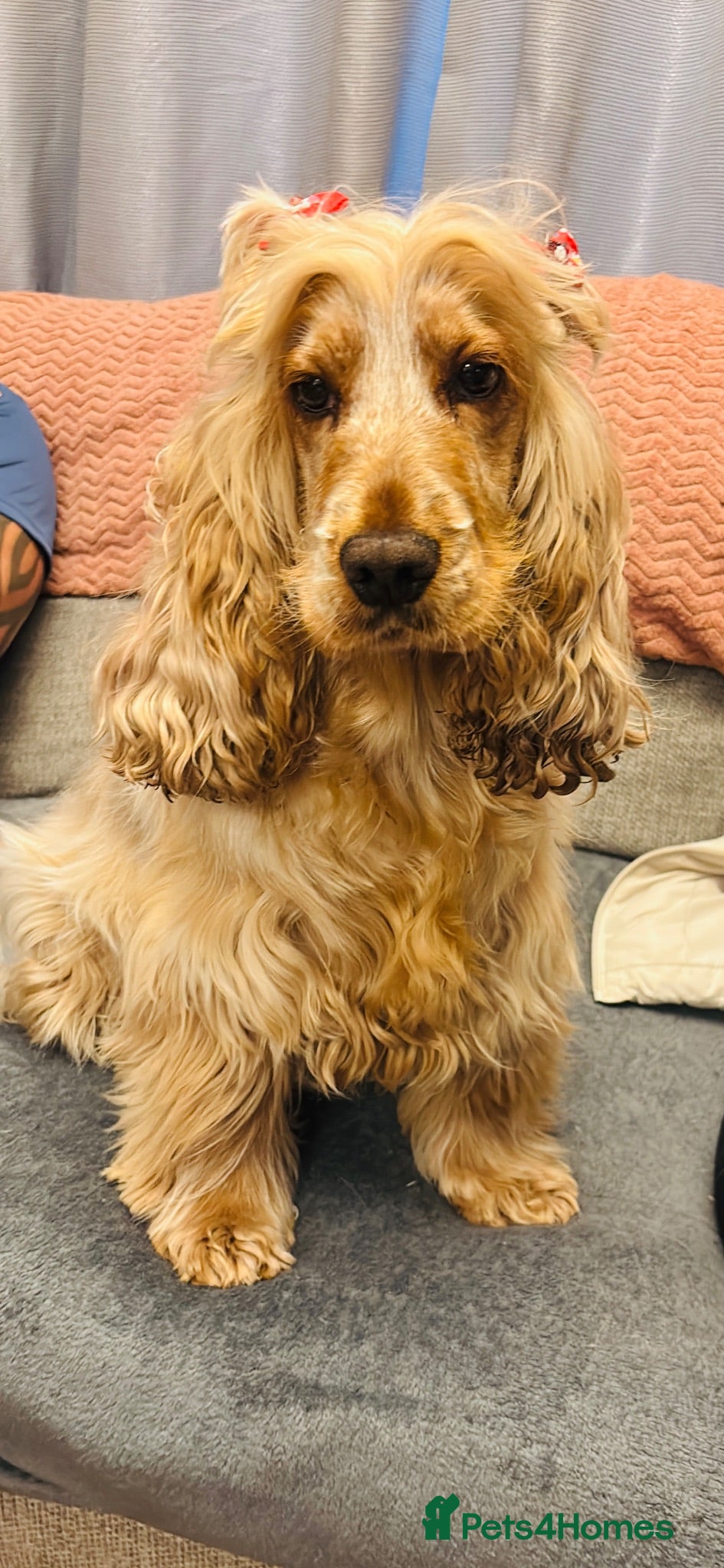 Cocker Spaniel dogs ⭐️⭐️WAITING LIST OPEN ⭐️⭐️ - Advert 1