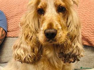 Cocker Spaniel dogs ⭐️⭐️WAITING LIST OPEN ⭐️⭐️ - Advert 1