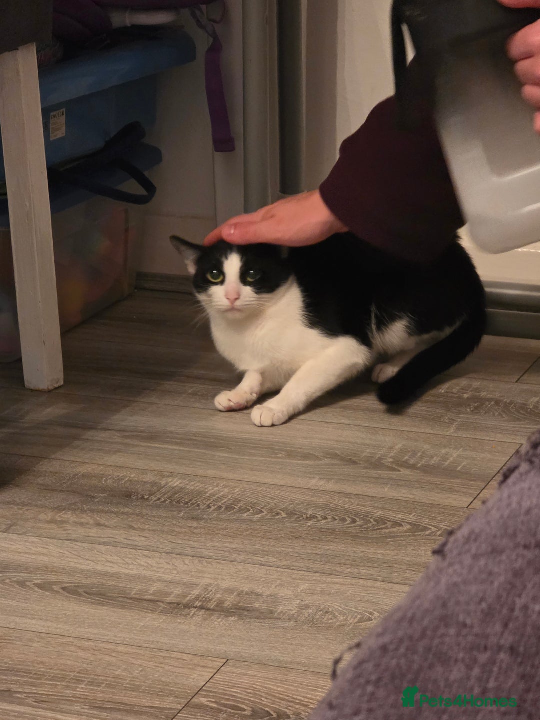 Mixed Breed cats for sale: Mixed kitten - Image 1