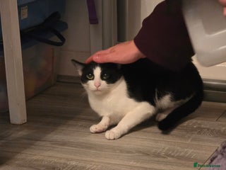 Mixed Breed cats - Advert 1