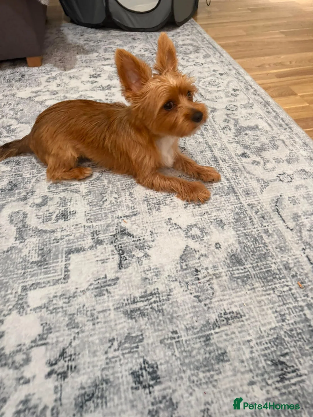 Yorkshire Terrier dogs for sale:  Yorkshire Terrier Puppy - Advert 5