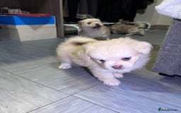 Mixed Breed dogs for sale: Adorable puppies for sale  - Image 9